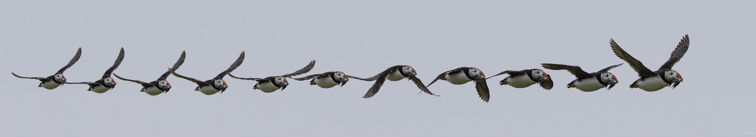 Puffin 4k
